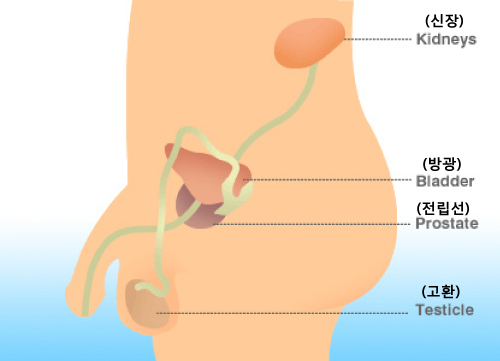 prostate.2.jpg