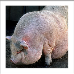 obese4.jpg