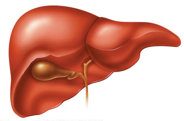 Copy of liver1.jpg